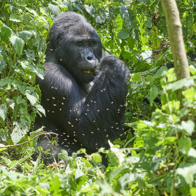 Berggorilla / Mountain gorilla (Gorilla beringei beringei)