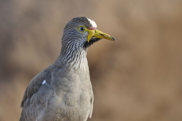 Senegalkiebitz / African wattled lapwing (Vanellus senegallus) 