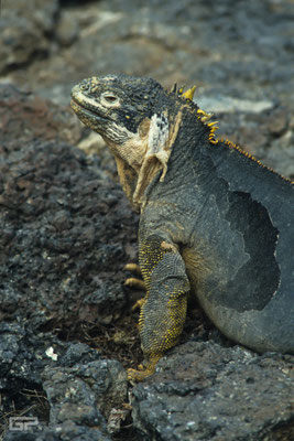 Galapagos Land Iguana (Conolophus subcristatus) - Galapagos, Ecuador - 1995