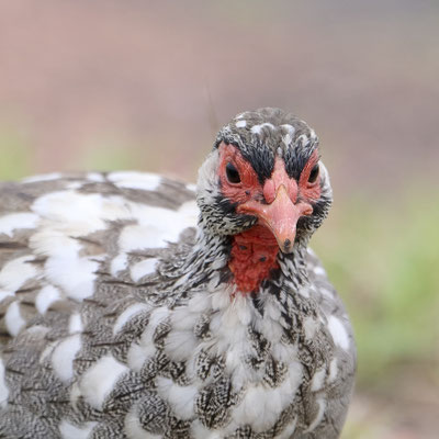 Rotkehlfrankolin / Red-necked francolin (Pternistis afer)