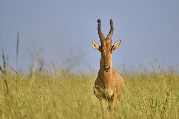 Nordafrikanische Kuhantilope / Bubal hartebeest (Alcelaphus buselaphus)