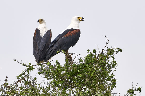 Schreiseeadler / African fish eagle (Icthyophaga vocifer)