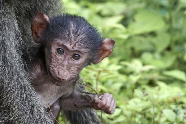 Anubispavian oder Grüner Pavian / Olive baboon (Papio anubis)