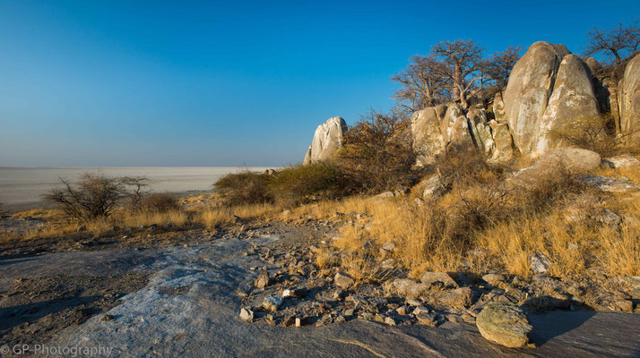 Baobab in the evening light, Kubu Island, Botswana 2015