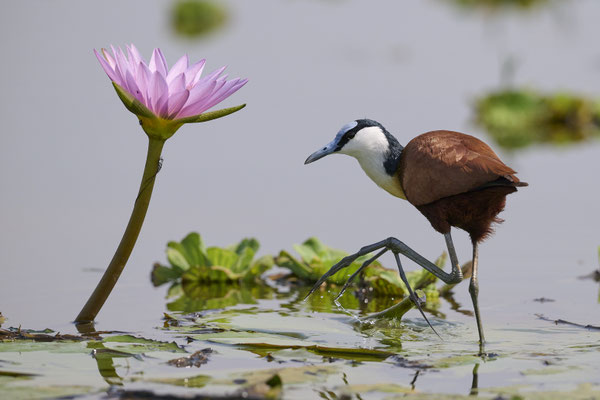 Blaustirn-Blatthühnchen / African jacana (Actophilornis africanus)