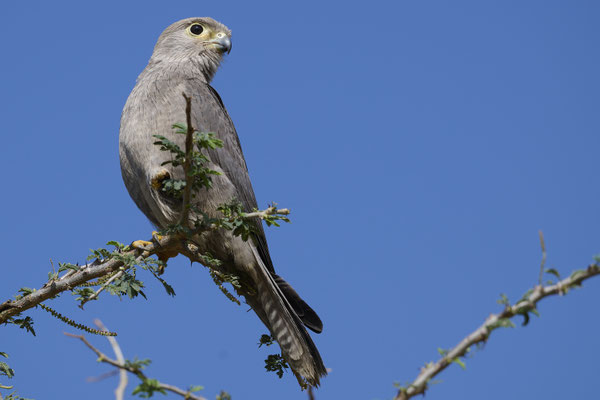 Graufalke / Grey kestrel (Falco ardosiaceus)