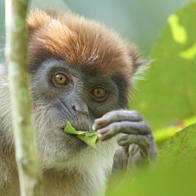 Uganda-Stummelaffe / Ugandan red colobus  (Piliocolobus tephrosceles)