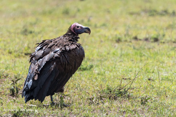 Hoodes vulture (Kappengeier)