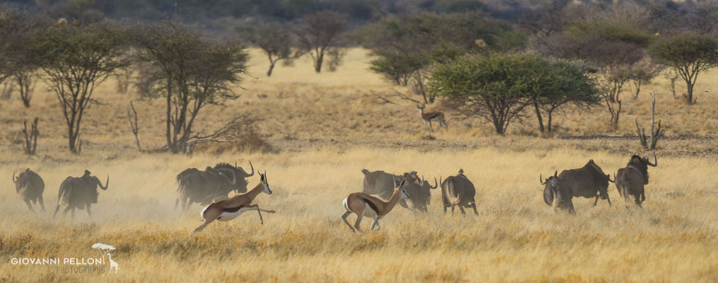 Wildebeest and springboks (Gnus und Springbocks)