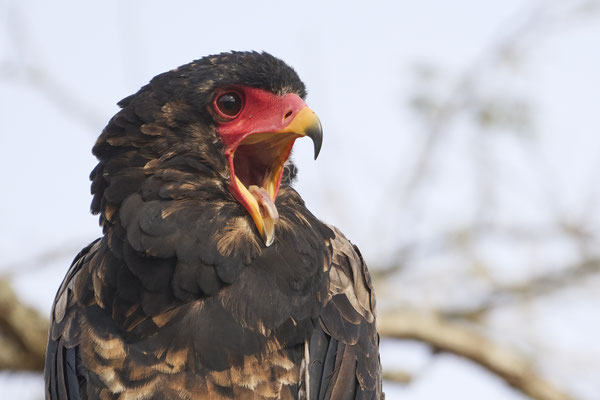 Gaukler / Bateleur (Terathopius ecaudatus)