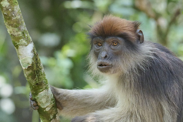 Uganda-Stummelaffe / Ugandan red colobus  (Piliocolobus tephrosceles)