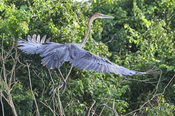 Afrika-Schlangenhalsvogel / African darter or snakebird (Anhinga rufa) 