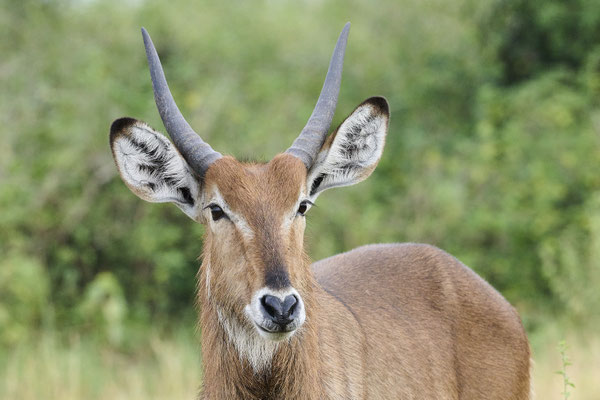 Uganda-Grasantilope / Ugandan kob (Kobus kob thomasi)