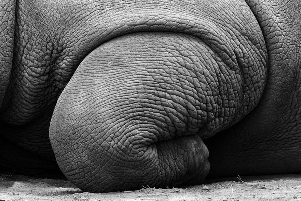 Breitmaulnashorn / White rhinoceros (Ceratotherium simum)