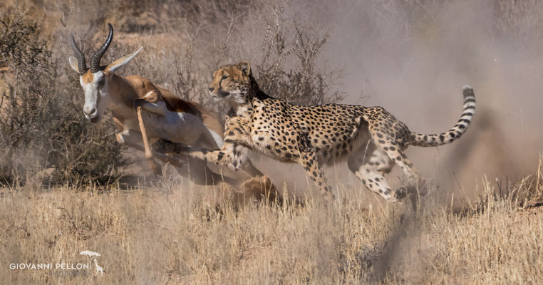 Cheetah attacking a springbok (Gepard jagt einen Springbock) - Photo by Luca Müller