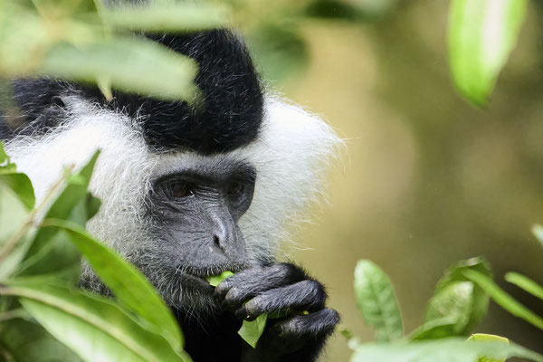 Mantelaffe oder Guereza / Mantled guereza (Colobus guereza)