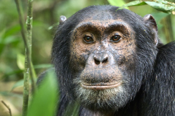 Schimpanse / Chimpanzee (Pan troglodytes)