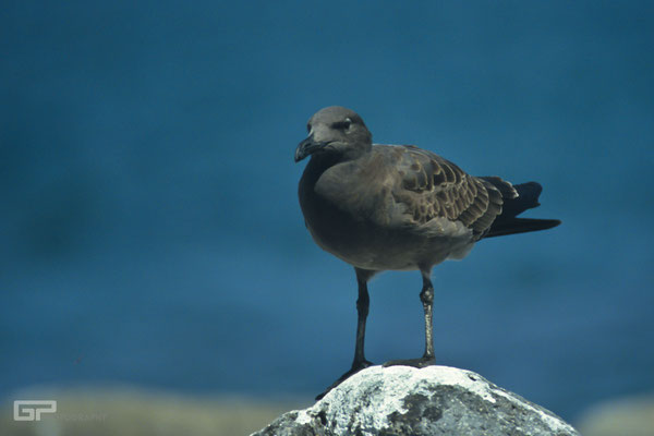 Galapagos, Ecuador - 1995
