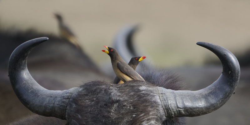 Afrikanischer Büffel / Cape buffalo (Syncerus caffer) - Madenhackerstare / Oxpecker (Buphagus)