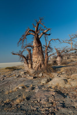 Baobab in the evening light, Kubu Island, Botswana 2015