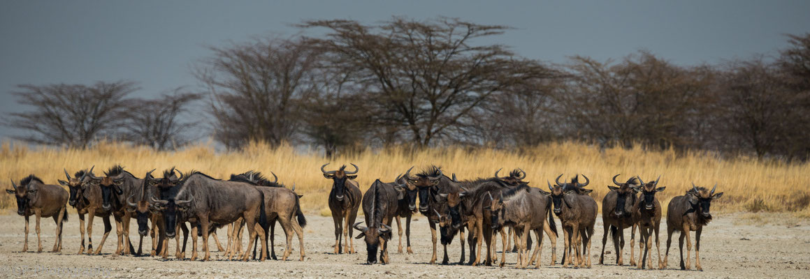 Blue Wildebeest, Nata Bird Sanctuary, Botswana 2015