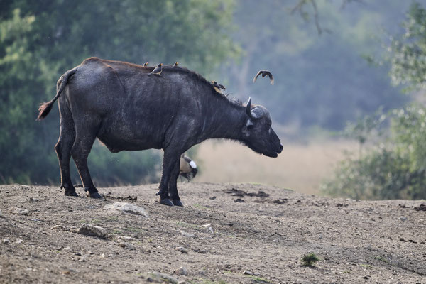 Afrikanischer Büffel / Cape buffalo (Syncerus caffer)