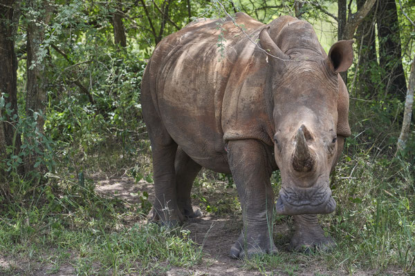Breitmaulnashorn / White rhinoceros (Ceratotherium simum)
