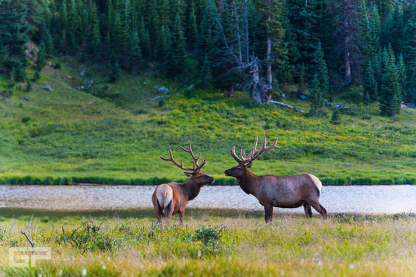 Elk - Rocky Mountain National Park - 2016