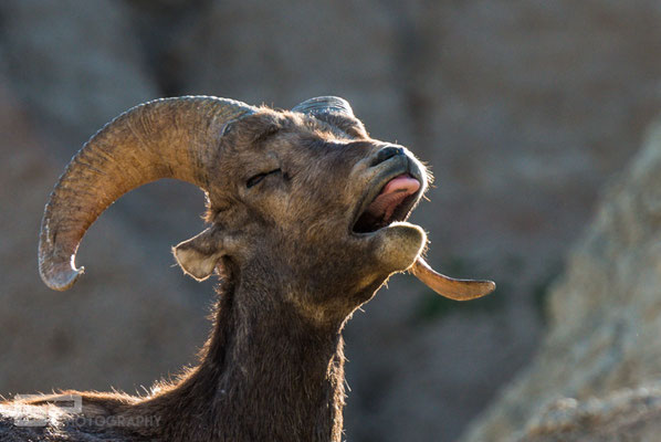 Bighorn Sheep - Badlands National Park - South Dakota - 2016