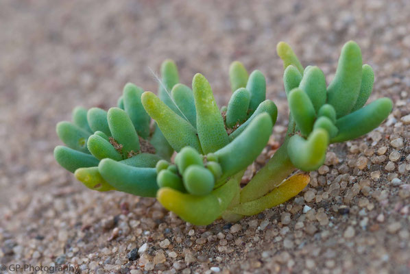 Cactus at Walvis Bay, Namibia 2011