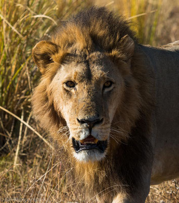 Lion, near Kadizora Camp, Okawango Delta, Botswana 2015