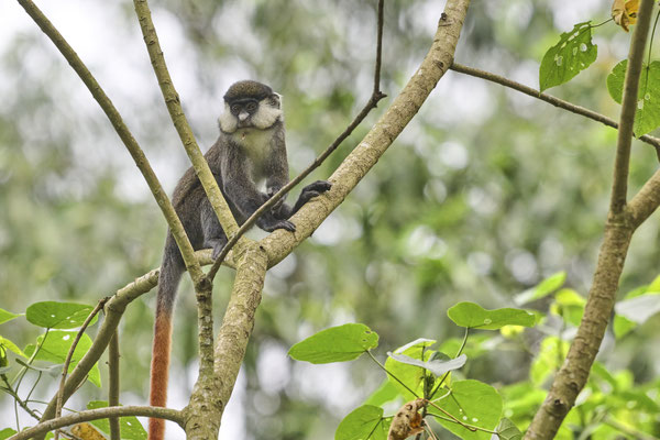 Rotschwanzmeerkatze oder Kongo-Weißnasenmeerkatze / Red-tailed monkey (Cercopithecus ascanius)