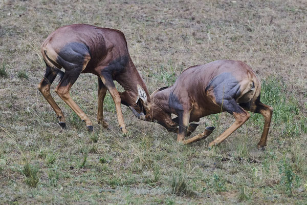 Tsessebe (Topi) / Common tsessebe(Damaliscus lunatus)