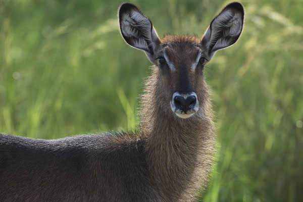 Defassa-Wasserbock / Waterbuck (Kobus defassa)