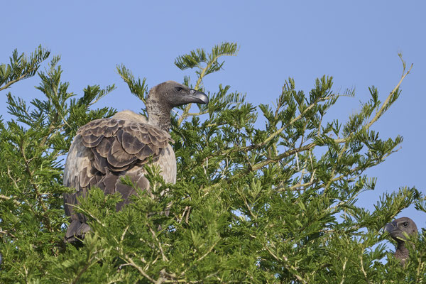 Sperbergeier / Rüppell's vulture (Gyps rueppelli)