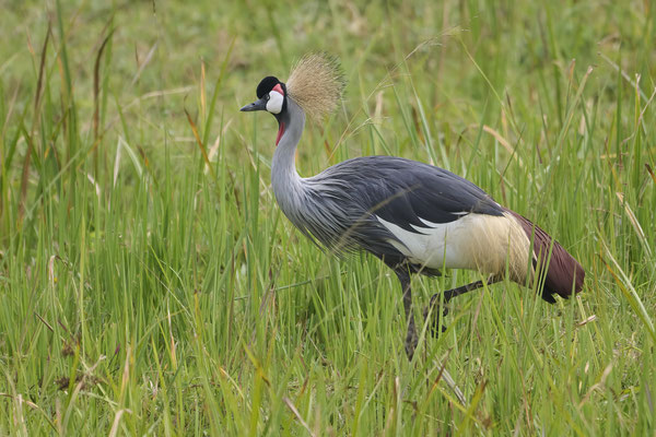 Südafrika-Kronenkranich / Grey crowned crane (Balearicina regulorum) 