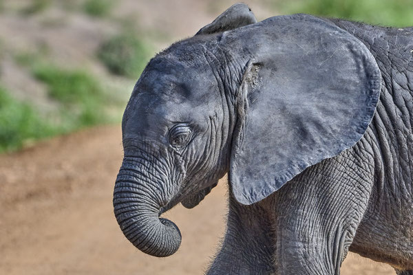 Afrikanische Savannen-Elefant / African savanna elephant (Loxodonta africana)