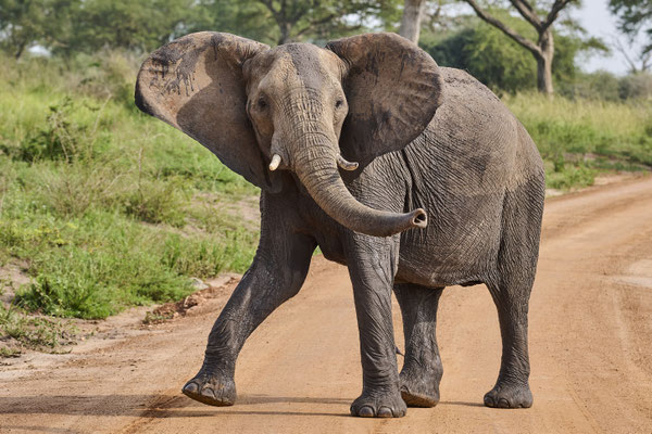 Afrikanische Savannen-Elefant / African savanna elephant (Loxodonta africana)