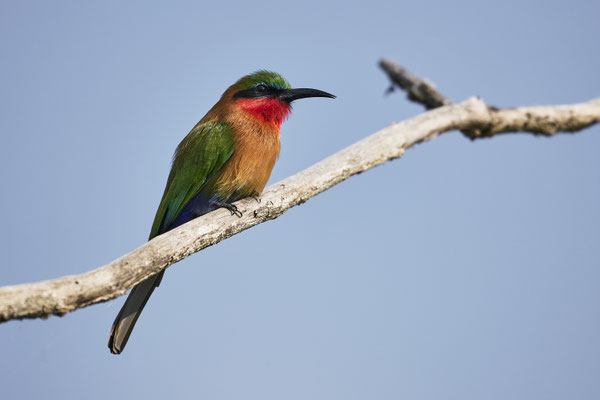 Rotkehlspint oder Grünstirnspint / Red-throated bee-eater (Merops bulocki)