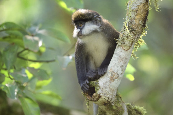 Rotschwanzmeerkatze oder Kongo-Weißnasenmeerkatze / Red-tailed monkey (Cercopithecus ascanius)