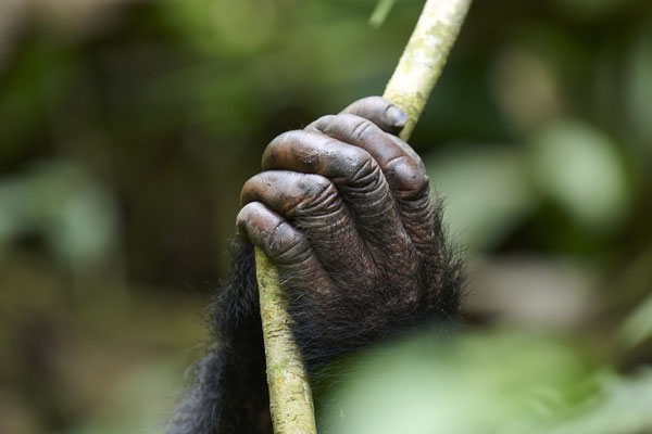 Schimpanse / Chimpanzee (Pan troglodytes)