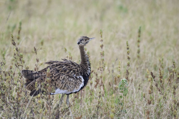 Schwarzbauchtrappe / Black-bellied bustard (Lissotis melanogaster)