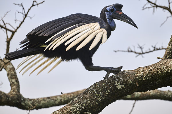Blaugesicht-Hornrabe / Abyssinian ground hornbill (Bucorvus abyssinicus)