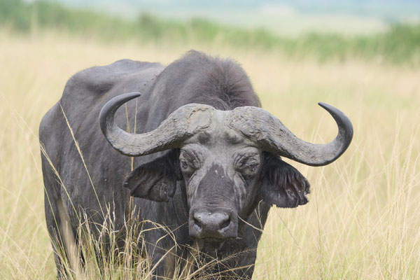 Afrikanischer Büffel / Cape buffalo (Syncerus caffer)