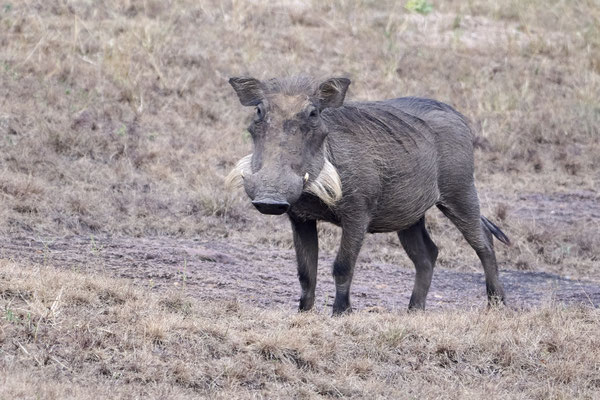 Warzenschwein / Common warthog (Phacochoerus africanus)