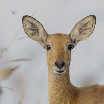 Puku / Puku (Kobus vardonii)