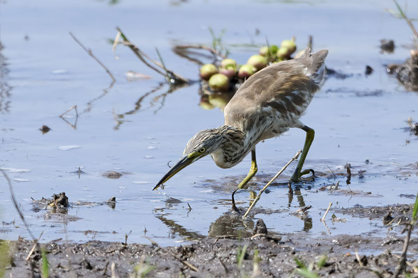Rallenreiher / Squacco heron (Ardeola ralloides)