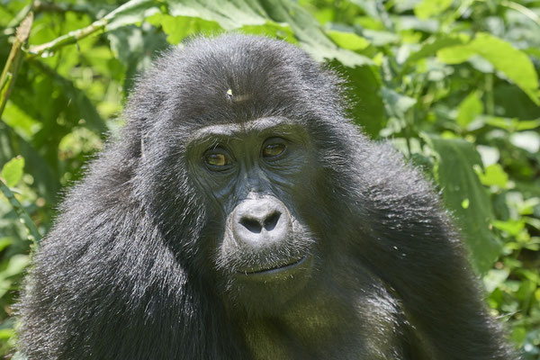 Berggorilla / Mountain gorilla (Gorilla beringei beringei)
