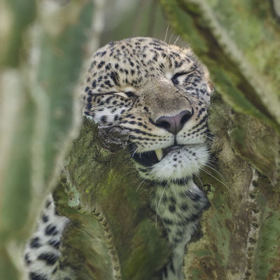 Leopard / Leopard (Panthera pardus) auf einer Kandelaber-Wolfsmilch (Euphorbia Candelabrum)