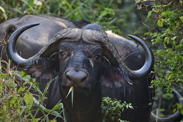 Afrikanischer Büffel / Cape buffalo (Syncerus caffer)